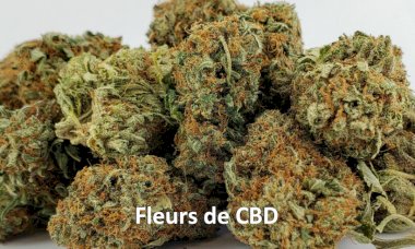 Les fleurs de CBD à nouveau autorisées à la vente. Mais pour combien de temps ?