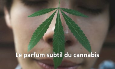 L'odeur du cannabis décryptée