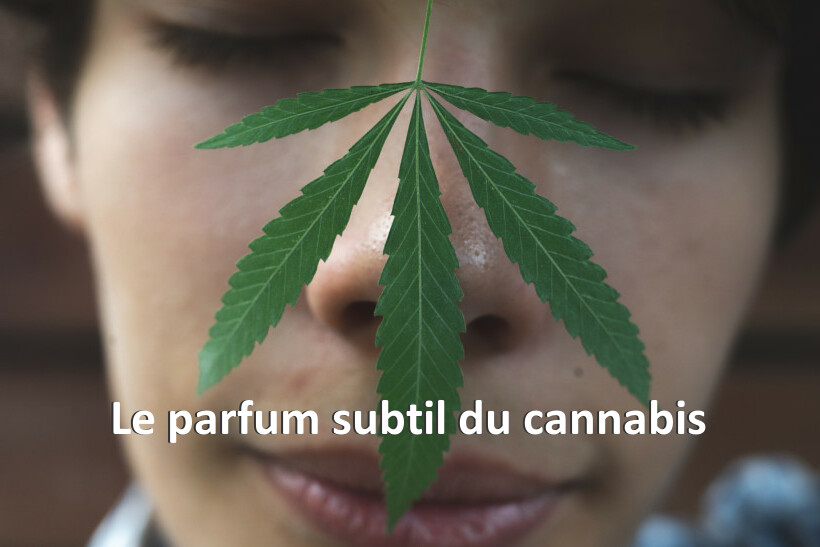 Le parfum subtil du cannabis