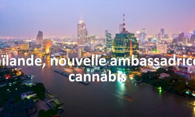 La Thaïlande s'apprête à offrir des centaines de milliers de plants de cannabis à ses habitants.