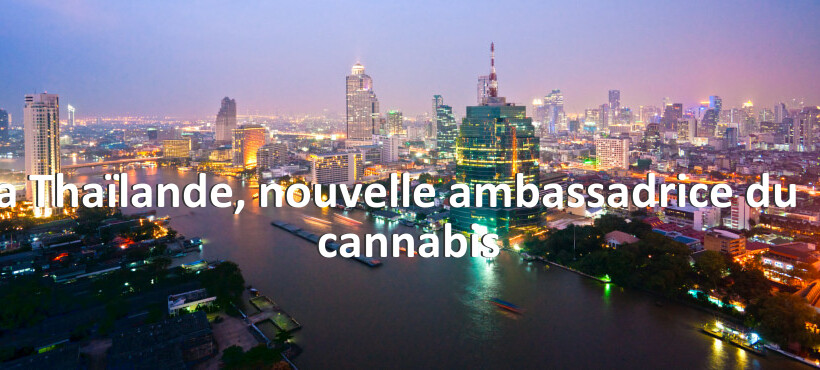 La Thaïlande, nouvelle ambassadrice du cannabis