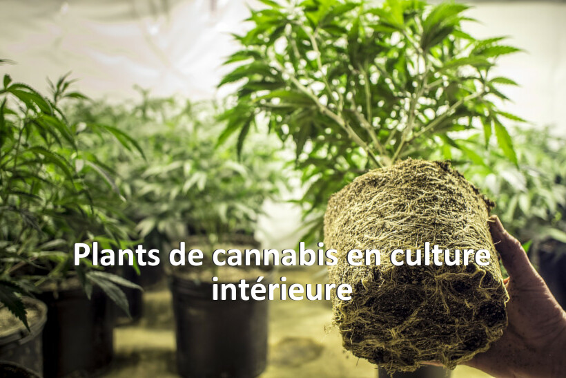Plants de cannabis en culture intérieure
