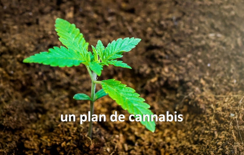 un plan de cannabis