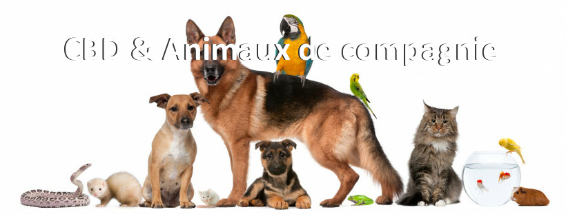 CBD & Animaux de compagnie