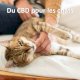 Du CBD pour les chats