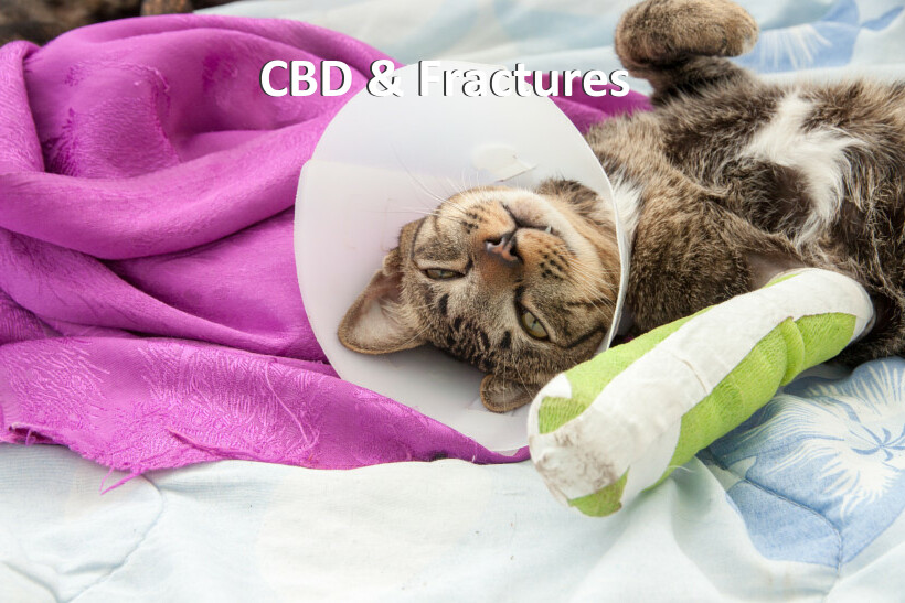 CBD & Fractures 