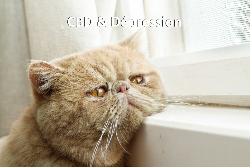 CBD & Dépression