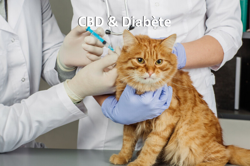 Cbd Et Diabete Chez Le Chat Cbd Et Diabete Chez Le Chat