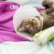 CBD et fractures chez le chat