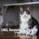 CBD, surpoids et obésité chez le chat