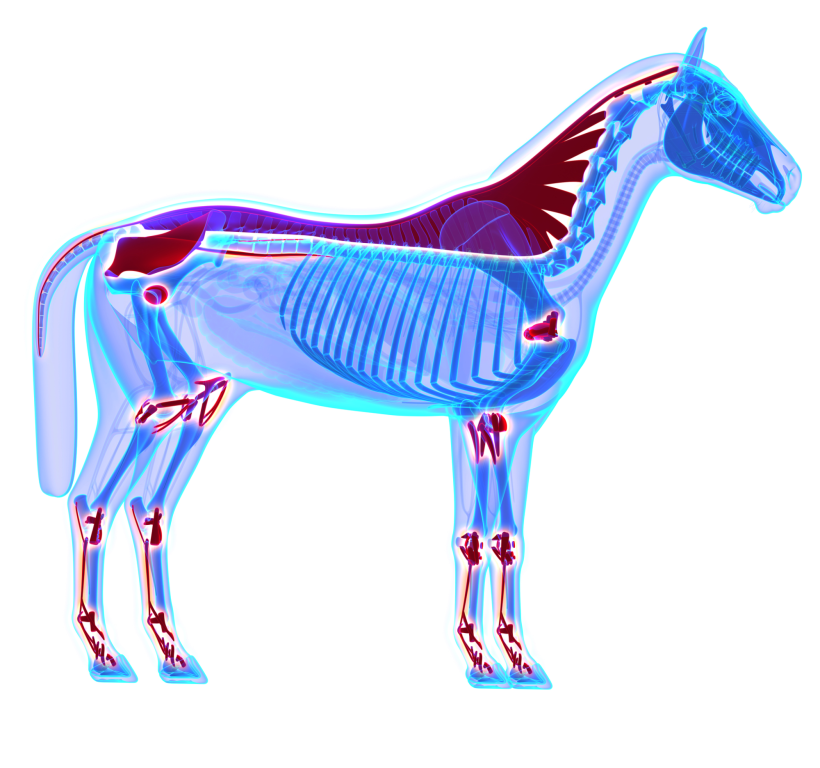 CBD anatomie du cheval