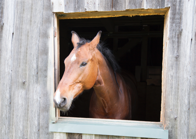 Cheval dans box CBD