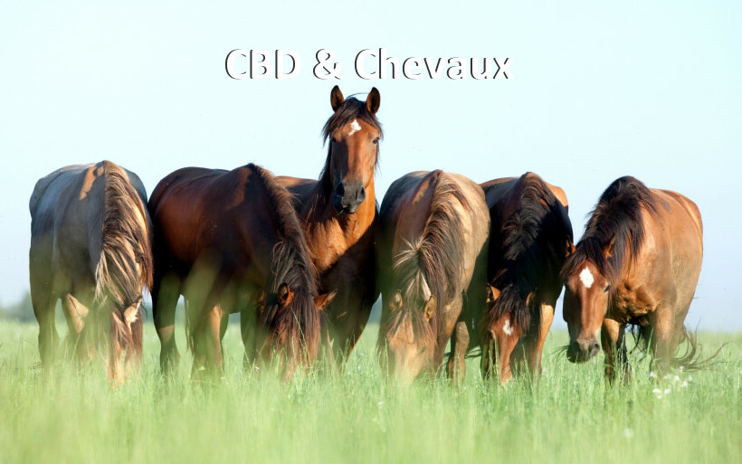 CBD & Chevaux