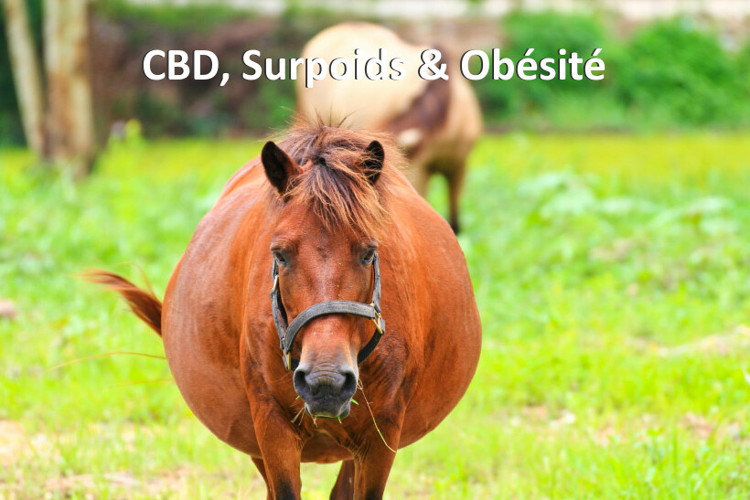 CBD, Surpoids & Obésité