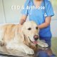 CBD et arthrose chez le chien