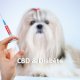 CBD et diabète chez le chien