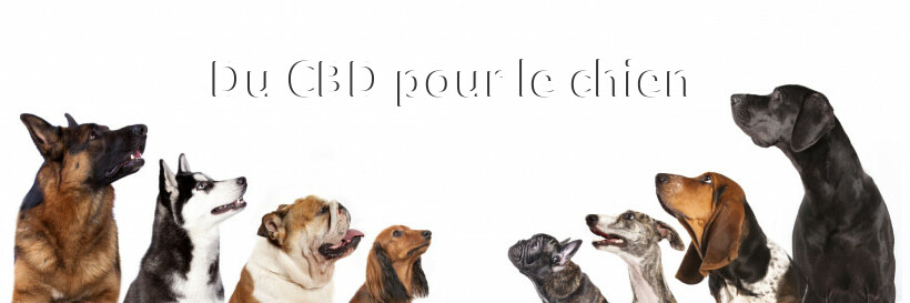 Du CBD pour le chien