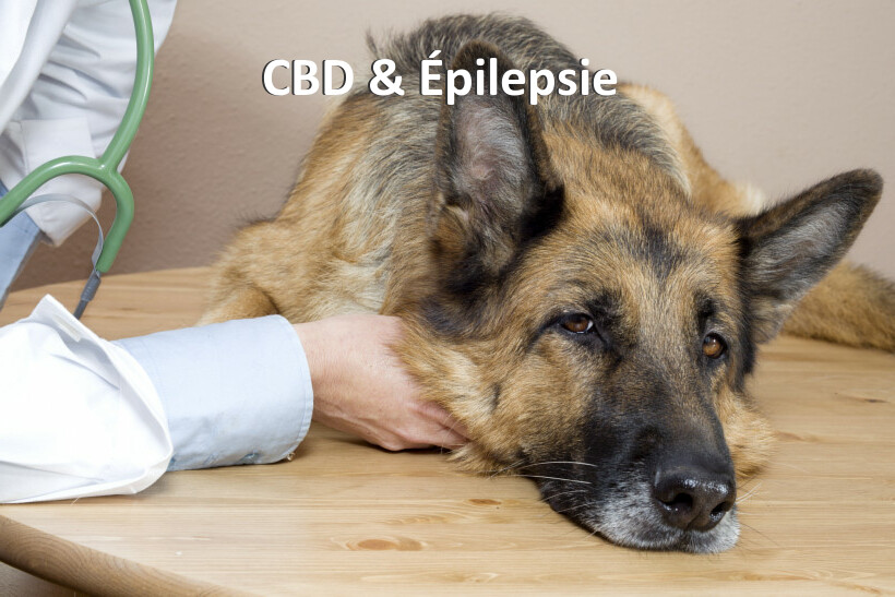 CBD & Épilepsie 