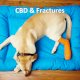 CBD et fractures chez le chien