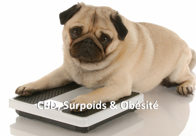 CBD, Surpoids & Obésité