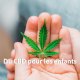 Peut-on donner du CBD aux enfants ?