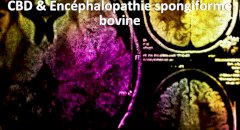 CBD & Encéphalopathie spongiforme bovine