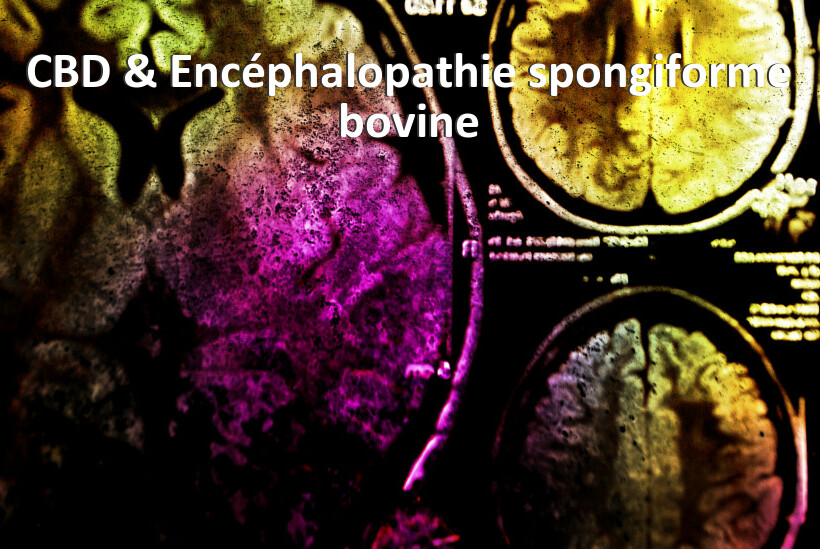 CBD & Encéphalopathie spongiforme bovine