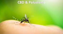 CBD & Paludisme