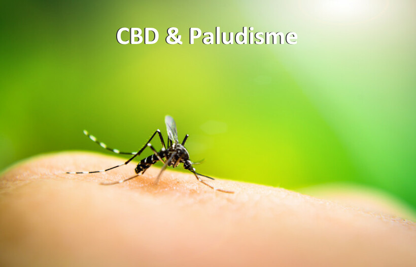 CBD & Paludisme