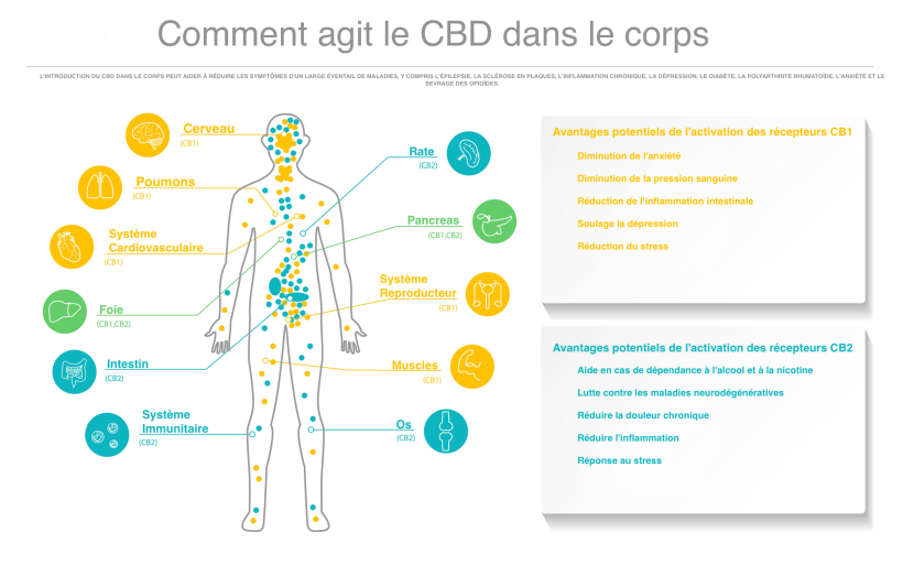 CBD et Système endocannabinoïde