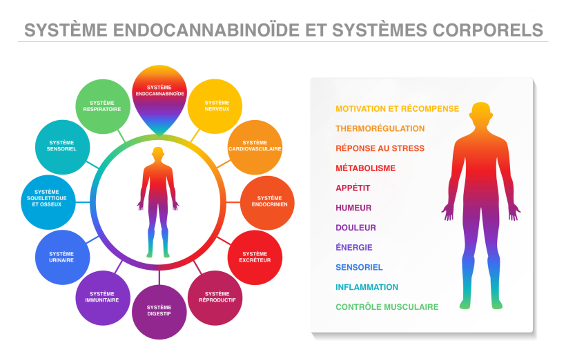 Système endocannabinoïde fonctions
