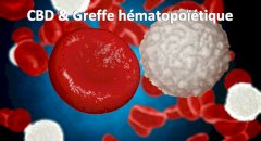 CBD et transplantation hématopoïétique