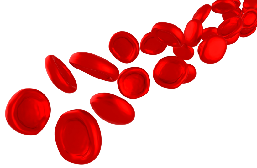 globules rouges circulation sanguine et CBD