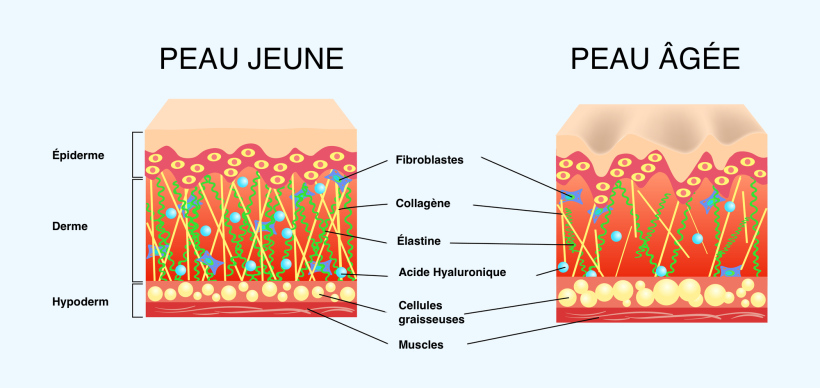 Les couches de la peau 