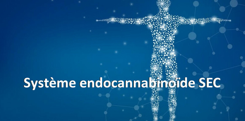 Système endocannabinoïde SEC