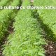 La culture du chanvre Sativa