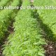 Les étapes de la culture du chanvre Sativa