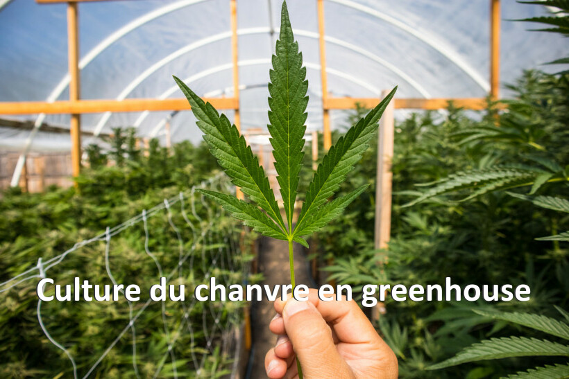 Culture du chanvre en greenhouse