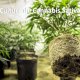 Culture du Cannabis Sativa (Chanvre Industriel) en intérieur (indoor)