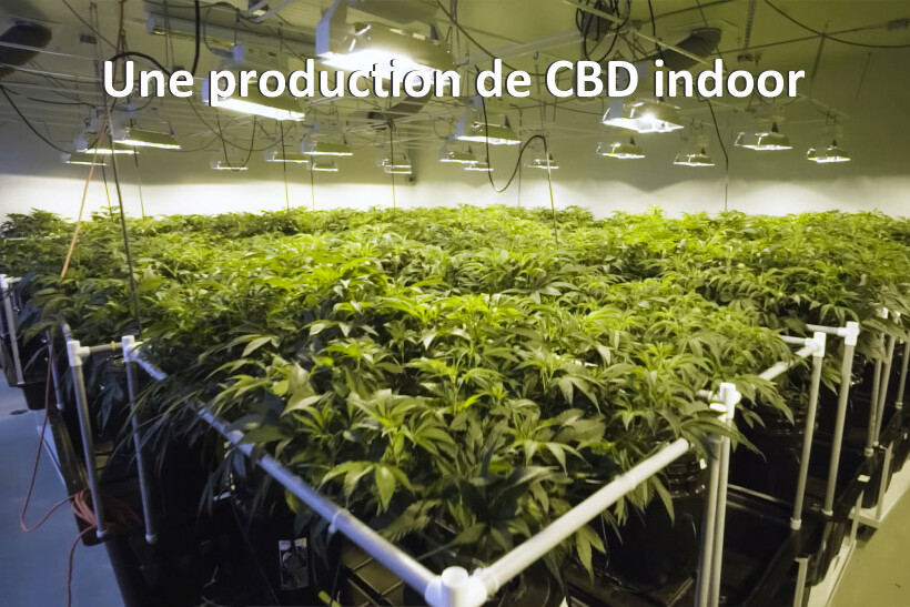 Une production de CBD indoor