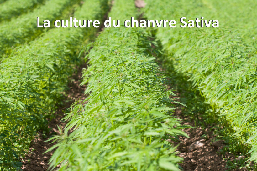 La culture du chanvre Sativa