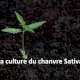 Culture du Cannabis Sativa (Chanvre Industriel) en extérieur (outdoor)