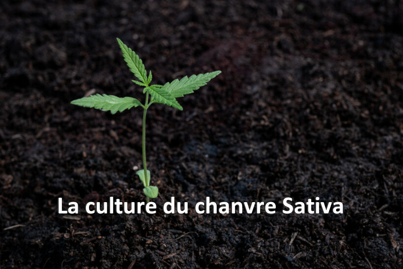 La culture du chanvre Sativa