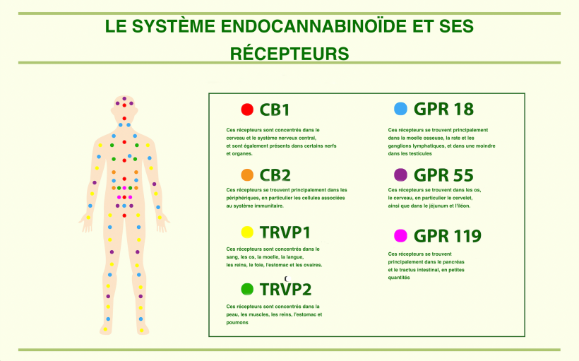 Et si le CBD pouvait vous aider à être en bonne santé et à maintenir votre homéostasie ?