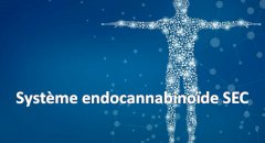 Le Système endocannabinoïde (SEC)