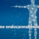 Le Système endocannabinoïde (SEC)