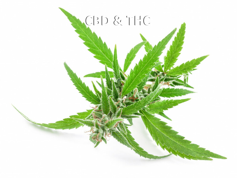 CBD & THC