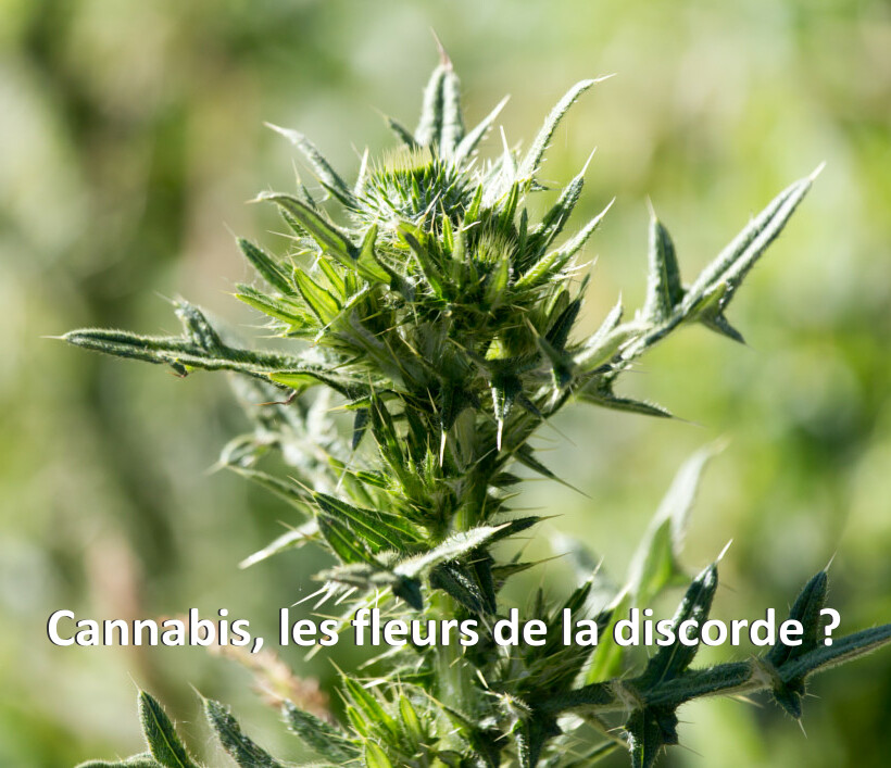 Cannabis, les fleurs de la discorde ?