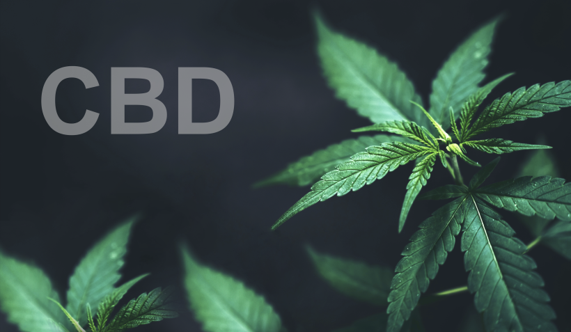 Cannabis légal CBD feuilles