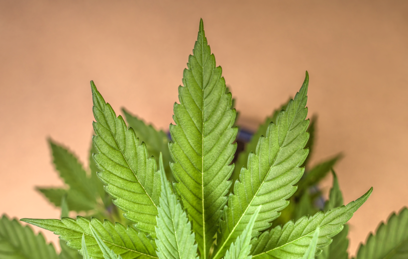 Feuille de cannabis légal sur fond orangé